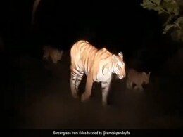 Dudhwa Tigress And Cubs Walk Up To Person Filming Their Video. Watch Dudhwa Tigress And Cubs Walk Up To Person Filming Their Video. Watch