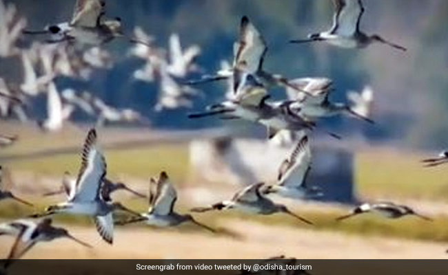 Thousands Of Migratory Birds In Odisha As Winter Sets In