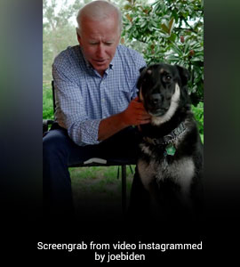 Meet The New DOTUS, Major. He Will Be The First Rescue Dog In White House