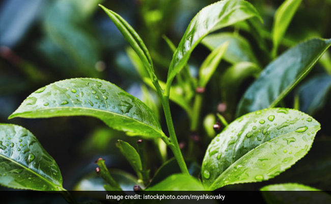 उत्तर प्रदेश : वृक्षारोपण अभियान में औषधीय पौधे लगाने पर रहेगा जोर