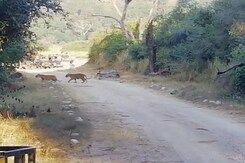 Watch: Tigress Crosses Road With Her Four Cubs In Corbett National Park Watch: Tigress Crosses Road With Her Four Cubs In Corbett National Park