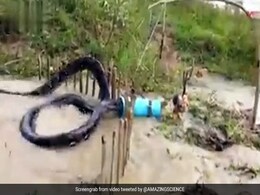 Huge Snake Gets Caught In Trap - But There's More To Video Than Meets The Eye Huge Snake Gets Caught In Trap - But There's More To Video Than Meets The Eye