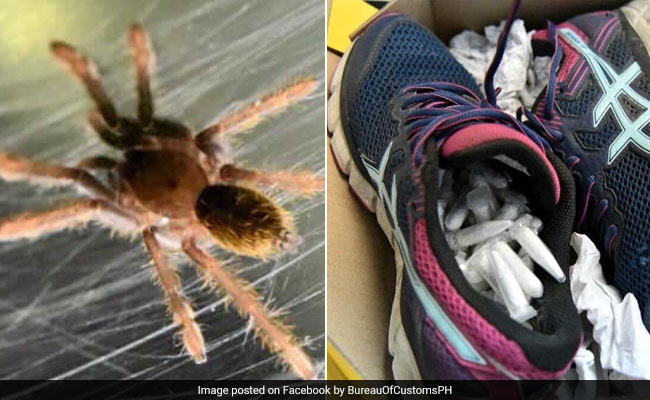 Airport Staff Find 119 Live Tarantulas Hidden Inside A Pair Of Shoes
