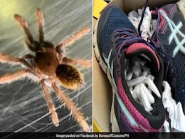 Airport Staff Find 119 Live Tarantulas Hidden Inside A Pair Of Shoes Airport Staff Find 119 Live Tarantulas Hidden Inside A Pair Of Shoes