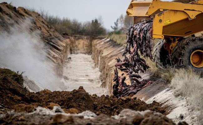 Denmark To Exhume Millions Of Minks Culled Over Coronavirus To Prevent Pollution