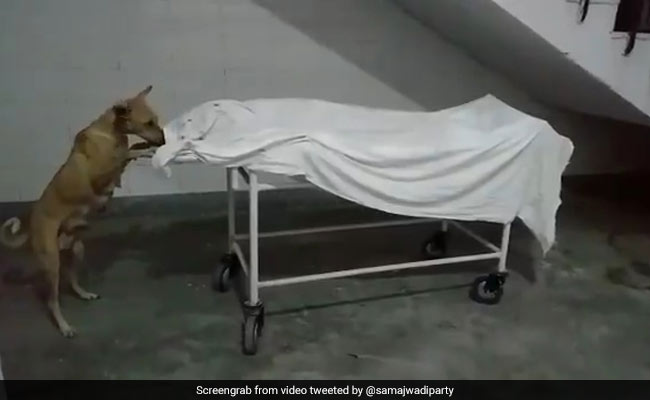 Shocking Video Shows Stray Dog Nibbling At Girl's Body In UP Hospital