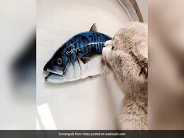 शख्स ने बनाई मछली की 3D पैंटिंग, बिल्ली ने किया Attack और फिर गुस्से में किया कुछ ऐसा - देखें Video शख्स ने बनाई मछली की 3D पैंटिंग, बिल्ली ने किया Attack और फिर गुस्से में किया कुछ ऐसा - देखें Video