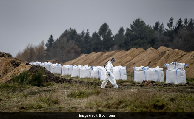 Over 10 Million Danish Mink Are Slaughtered As Farms Shut Down