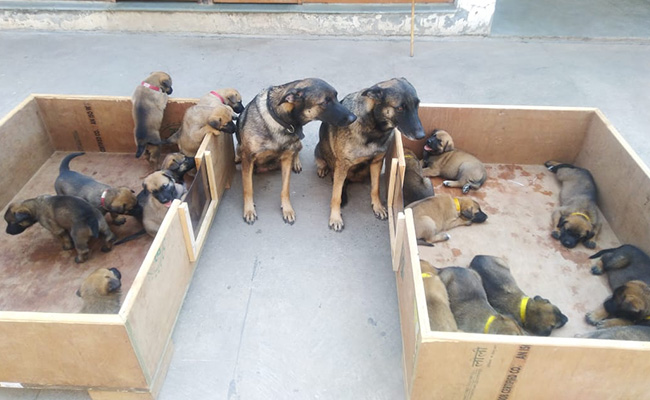 ITBP की योद्धा K9 श्वान बहनों ने 17 बच्चों को दिया जन्म