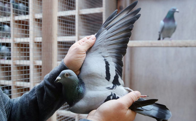 Belgian Racing Pigeon "New Kim" Sold For Record $1.9 Million