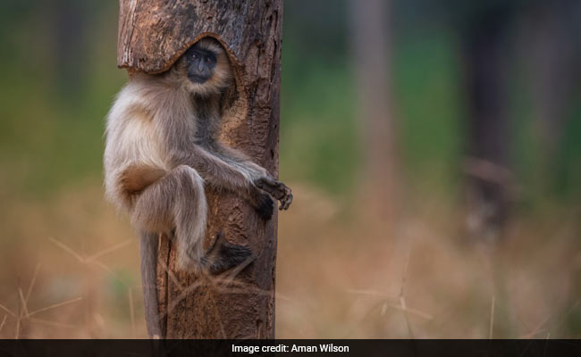 A Langur Sits Snugly Inside A Hollow Tree In Viral Pic From Madhya Pradesh