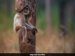 जंगल में शेरनी की तलाश कर रहा था फोटोग्राफर, पेड़ पर ऐसे चिपका बैठा मिला लंगूर - देखें Viral Photo जंगल में शेरनी की तलाश कर रहा था फोटोग्राफर, पेड़ पर ऐसे चिपका बैठा मिला लंगूर - देखें Viral Photo