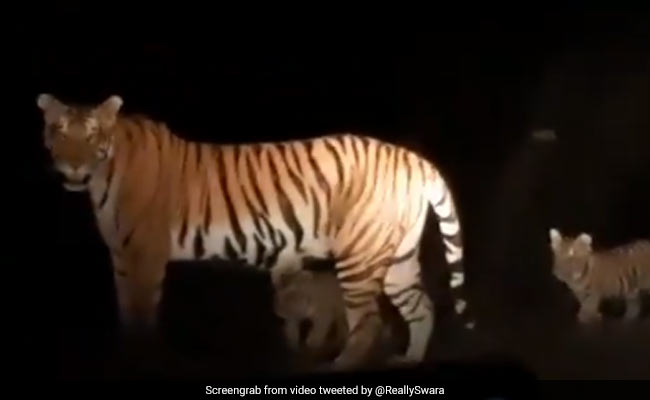 रात के अंधेरे में बच्चों के साथ सैर करने निकली बाघिन, Video शेयर कर स्वरा भास्कर बोलीं- ओ माय गॉड...