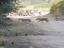 जिम कॉर्बेट पार्क में अपने बच्चों के साथ दिखी बाघिन, फिर हुआ ये, देखें वीडियो जिम कॉर्बेट पार्क में अपने बच्चों के साथ दिखी बाघिन, फिर हुआ ये, देखें वीडियो