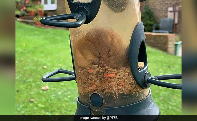 Dormouse Trapped In Bird Feeder Ate So Much That It Got Too Fat To Escape