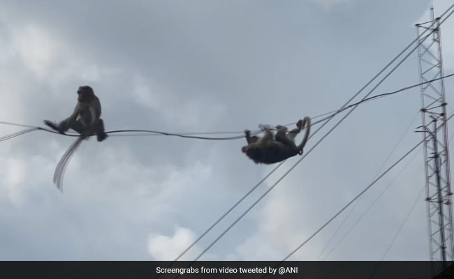 घर में घुसकर खाना चुरा लेते हैं बंदर, लोग बोले- 'उसे बनाएंगे पार्षद, जो बंदरों का आतंक खत्म करेगा...'