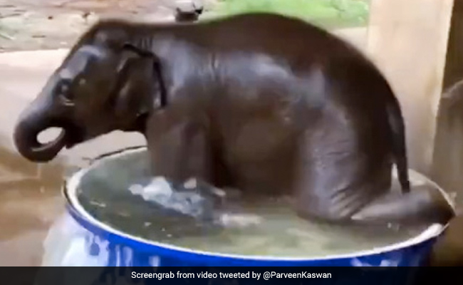 पानी के टब में कूद-कूदकर नहाया हाथी का बच्चा, Video देख आप भी कहेंगे- How Cute