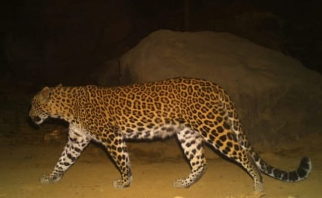 Pregnant Leopardess Killed In Road Accident Near Mumbai
