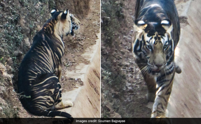 Ultra Rare Black Tiger Photographed In Odisha. See Viral Pics