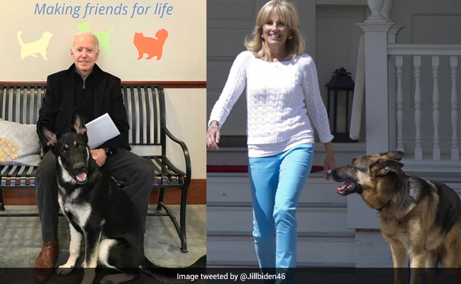 Champ And Major Biden: Meet The Future First Dogs Of America