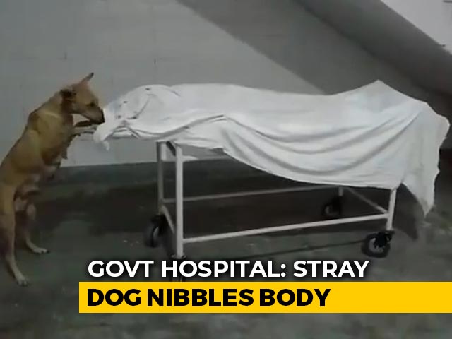 Shocking Video Shows Stray Dog Nibbling At Girl's Body In UP Hospital