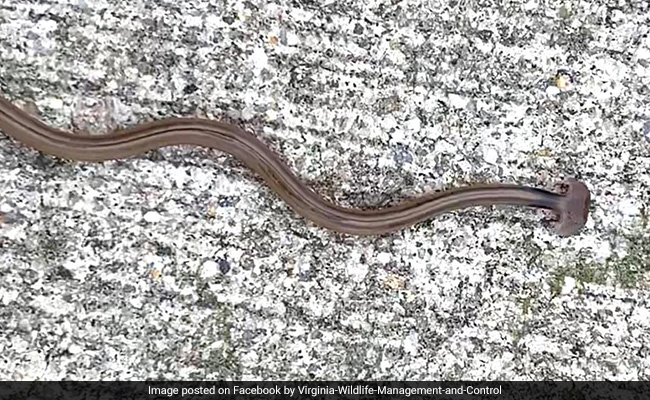 Bizarre Snake, Found In US, Stumps Experts. It Turns Out To Be...