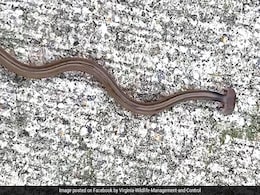 Bizarre Snake, Found In US, Stumps Experts. It Turns Out To Be... Bizarre Snake, Found In US, Stumps Experts. It Turns Out To Be...