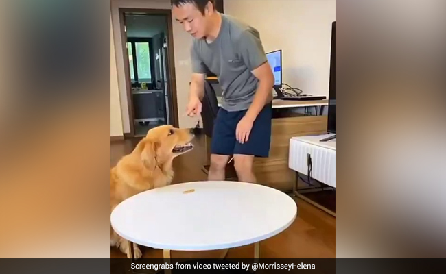Viral Video: Clever Dog Tricks Owner Into Thinking He Hasn't Eaten A Treat