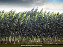 जलवायु परिवर्तन: सदी के अंत में 3 से 6 दिन पहले झड़ने लगेंगी कुछ वृक्षों की पत्तियां जलवायु परिवर्तन: सदी के अंत में 3 से 6 दिन पहले झड़ने लगेंगी कुछ वृक्षों की पत्तियां