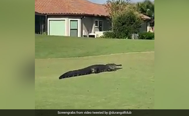 Just Another Day In Florida: Alligator Filmed Strolling Across Golf Course