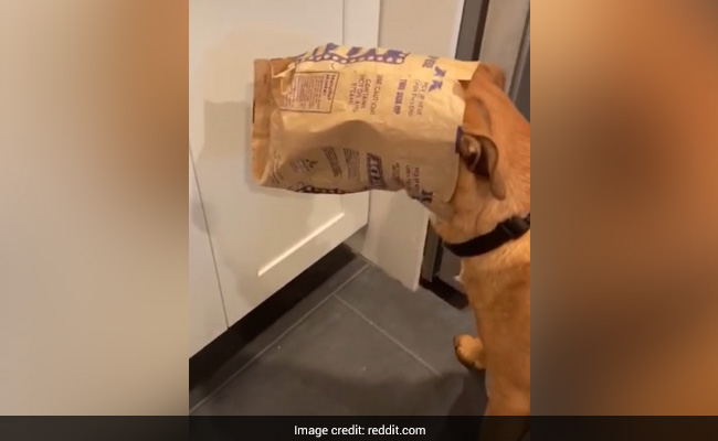 A Dog Gets Caught Stealing Popcorn And The Video Will Make You Giggle