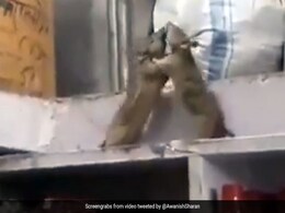 किराने की दुकान में हुई दो चूहों की खतरनाक Fight, उछल-उछलकर ऐसे मारीं लातें... देखें Video किराने की दुकान में हुई दो चूहों की खतरनाक Fight, उछल-उछलकर ऐसे मारीं लातें... देखें Video