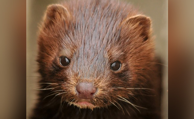 Greece Find COVID-19 Among Mink At Two Farms