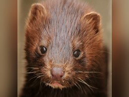 Greece Find COVID-19 Among Mink At Two Farms Greece Find COVID-19 Among Mink At Two Farms