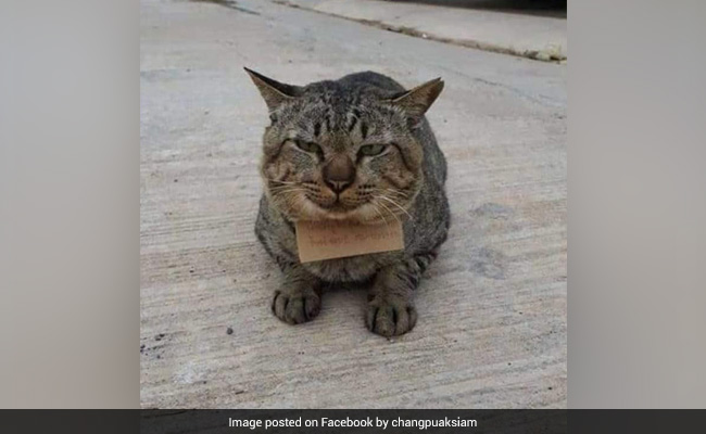 Missing For 3 Days, Pet Cat Returns Home After Running Up A Debt