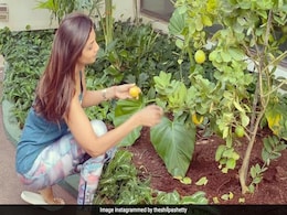 Shilpa Shetty के किचन गार्डन में लगे ढेर सारे नींबू, Video शेयर कर बोलीं- शिकंजी बनाऊंगी... Shilpa Shetty के किचन गार्डन में लगे ढेर सारे नींबू, Video शेयर कर बोलीं- शिकंजी बनाऊंगी...