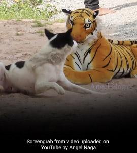 YouTuber Pranks Animals With Fake Tiger. Millions Of Views For Videos