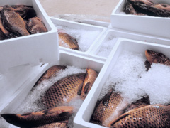 China Says Fish Imports From Indian Firm Suspended As Coronavirus Found