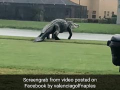 Dinosaur-Like Alligator Spotted On Golf Course During Storm Eta. Watch Dinosaur-Like Alligator Spotted On Golf Course During Storm Eta. Watch