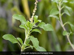 Tulsi Puja: तुलसी पूजा के दौरान ये छोटा सा काम करने से मां लक्ष्मी होती हैं मेहरबान, घर में होता है उनका वास Tulsi Puja: तुलसी पूजा के दौरान ये छोटा सा काम करने से मां लक्ष्मी होती हैं मेहरबान, घर में होता है उनका वास