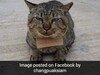 Missing For 3 Days, Pet Cat Returns Home After Running Up A Debt Missing For 3 Days, Pet Cat Returns Home After Running Up A Debt