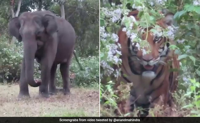 A Tiger Stalks An Elephant In Video Shared By Anand Mahindra
