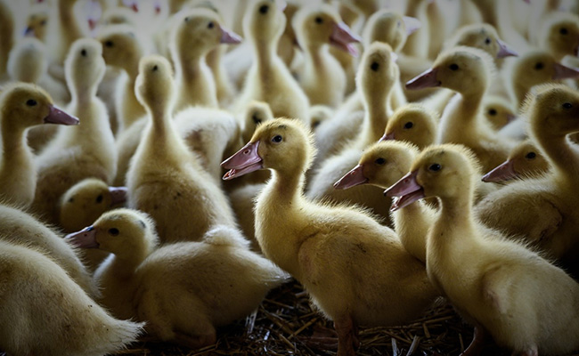 J&K, Karnataka, Tamil Nadu On Alert, Kerala Begins Culling Chickens, Ducks