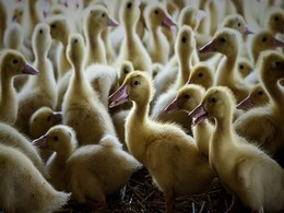 J&K, Karnataka, Tamil Nadu On Alert, Kerala Begins Culling Chickens, Ducks J&K, Karnataka, Tamil Nadu On Alert, Kerala Begins Culling Chickens, Ducks