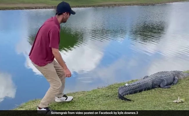 Florida Man Picks Up Golf Ball From Alligator's Tail. Watch