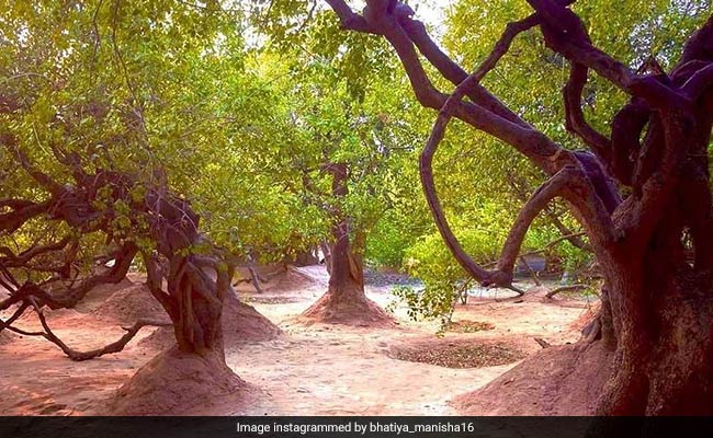 वृंदावन के 'निधिवन' मंदिर का रात में वीडियो बनाकर सोशल मीडिया पर अपलोड करने वाला हुआ अरेस्ट