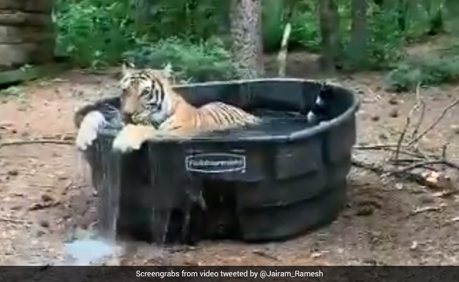 What Does Anand Mahindra Call A Bath Tub Used By A Tiger? A "Ticuzzi"
