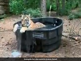 What Does Anand Mahindra Call A Bath Tub Used By A Tiger? A "Ticuzzi" What Does Anand Mahindra Call A Bath Tub Used By A Tiger? A "Ticuzzi"
