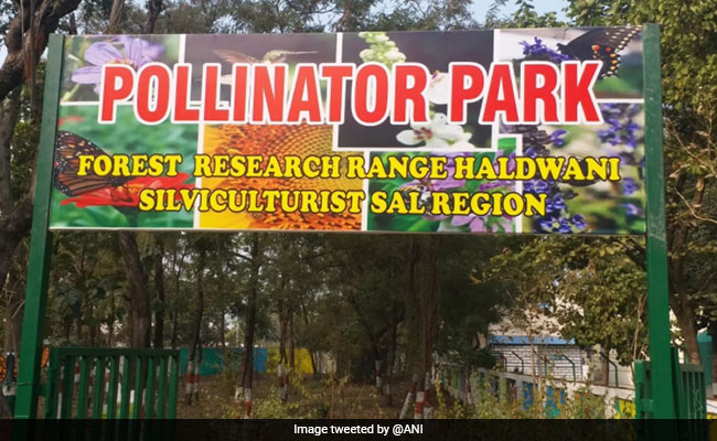 हल्द्वानी में  देश का पहला पॉलीनेटर पार्क बनकर तैयार, 50 से ज्यादा प्रजातियां मौजूद