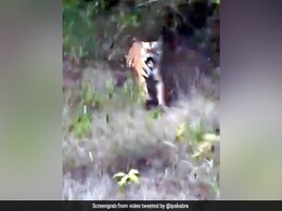 जंगल सफारी के दौरान गुस्सैल बाघ ने मारी दहाड़, तो चीख पड़े लोग, दौड़कर आया पास और फिर... देखें पूरा Video जंगल सफारी के दौरान गुस्सैल बाघ ने मारी दहाड़, तो चीख पड़े लोग, दौड़कर आया पास और फिर... देखें पूरा Video